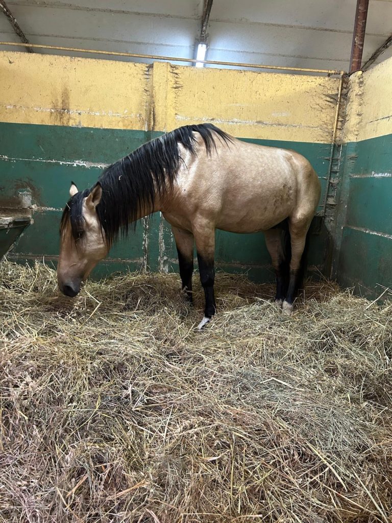 caballo en establo
